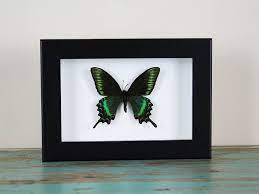 Choosing the Perfect Frame for Your Butterfly Specimens