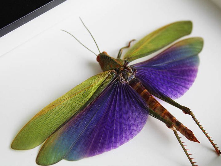 Explore the Most Colorful Insects: Butterflies, Moths & Beetles ...