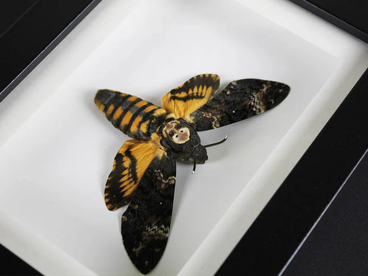 The Enigma of the Death's Head Moth: Uncover the Mysteries Surrounding This Iconic Moth