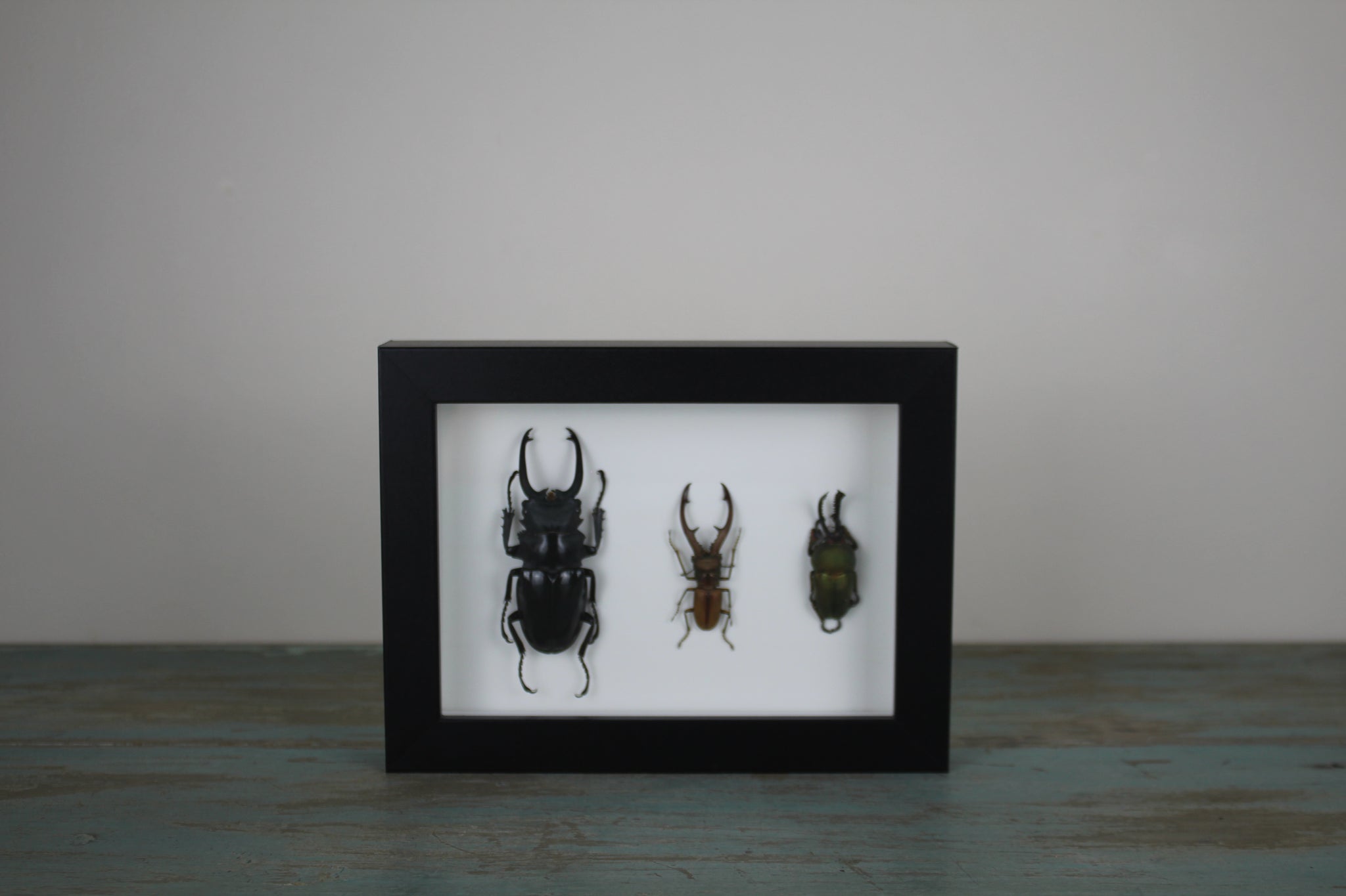 Triple hotsell Stag Beetles in a Frame