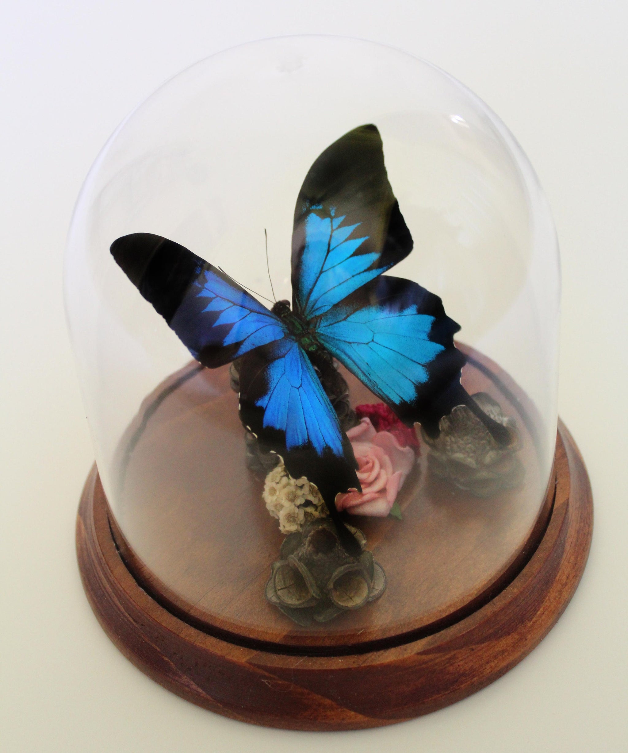 Papilio blumei in a store Decorative Dome