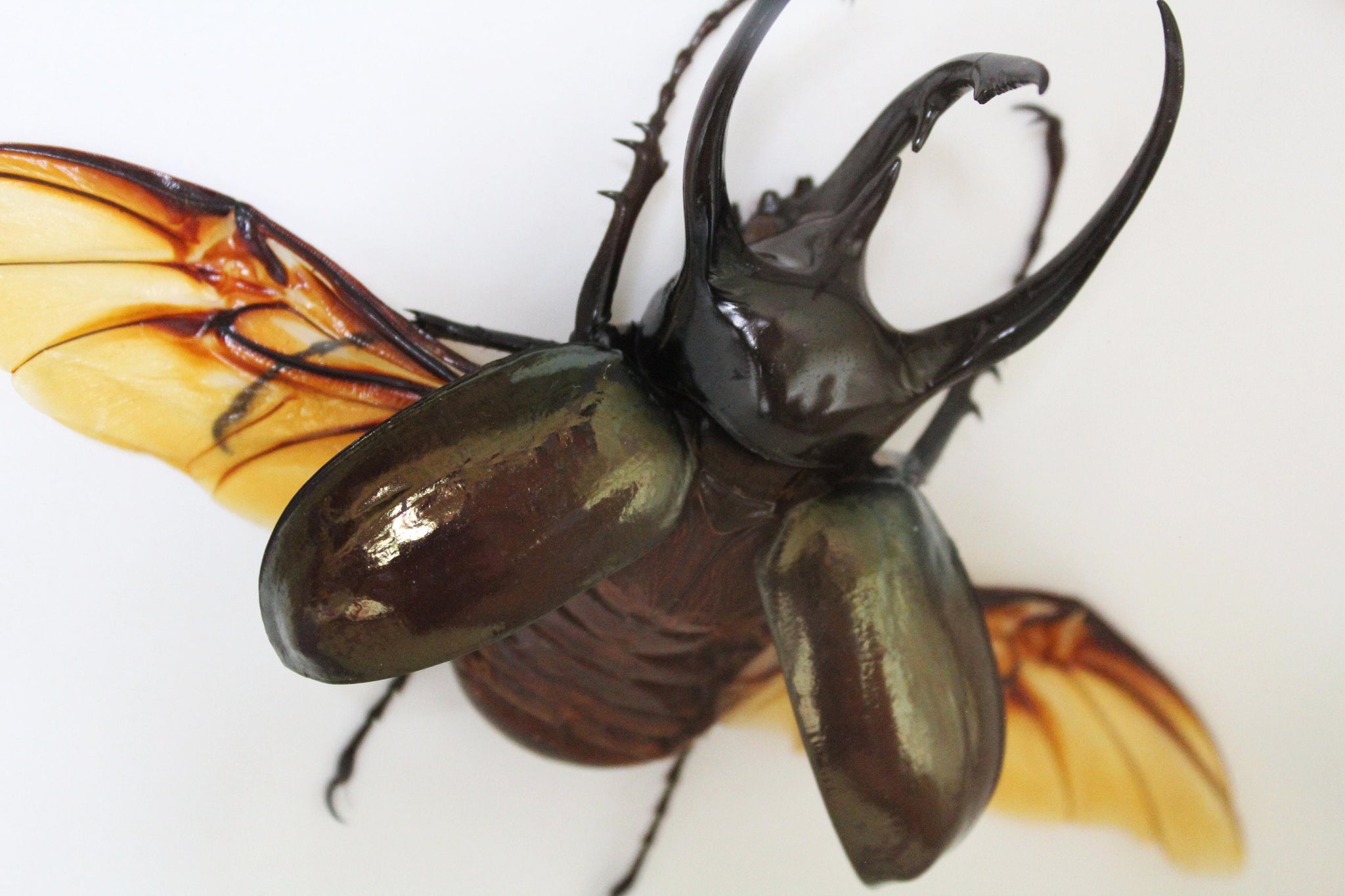 Three Horned Rhino Beetle Framed - Chalcosoma Caucusus