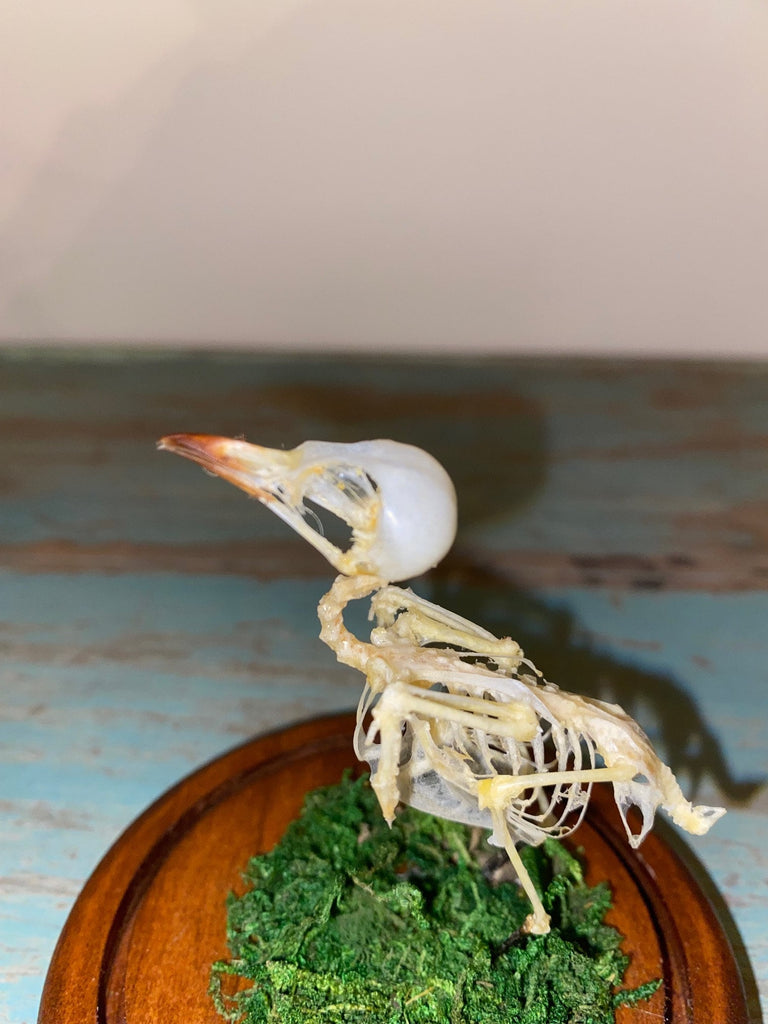 bird skeleton in dome